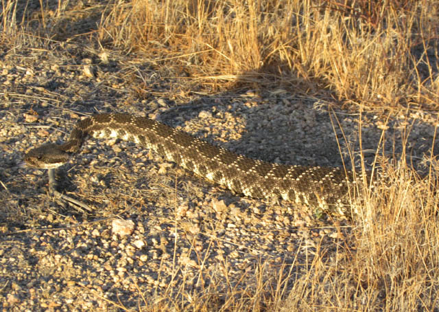 Southern Pacific Rattlesnake